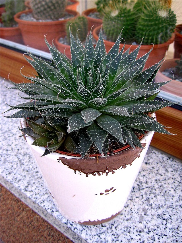 Aloe aristata